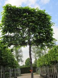 Carpinus Betulus Spalier Hainbuche H 150 Cm B 200 Cm Stamm 200 Cm Pflanzen Hainbuche Hainbuche Baum
