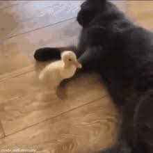 #funny #funny cat gif #funny cats #kitty #kittens #kitties #funny kitten #kittwns #true #meme #funny meme #funny animals. Funny Cat Gifs Tenor