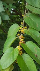 Image result for Guazuma