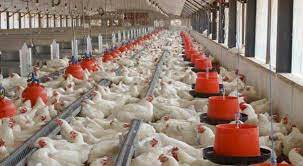 Urge Bill And Melinda Gates Not To Support Kfc In Africa 22 January 2014