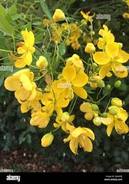 Image result for Senna bicapsularis