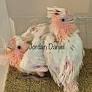 cockatoo parrots for sale from www.birdbreeders.com