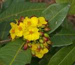 Image result for Ochna natalitia
