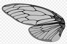 The veined wing of the clanger cicada kills bacteria without any chemical action — one of the first natural surfaces found to do so. Cicada Large Brown Cicada Cicada S Cicada Wing Vector Clipart 3370965 Pikpng