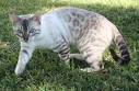 Breeders of Bengal Cats | Kitten for Sales | Rising Sun Farm