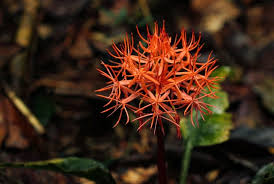 Image result for Scadoxus cinnabarinus