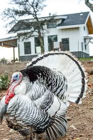 Big Birds That Look Like Turkeys Homesteading Turkeys Chickens Backyard Turkey Breeds Fancy Chickens