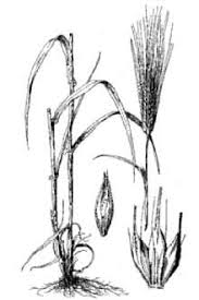 Barley Anatomy To barley crops have been low. barley anatomy
