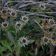 Image result for Macledium