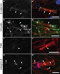 These tissues vary in their structure, function, and origin. Diverse Cell Junctions With Unique Molecular Composition In Tissues Of A Sponge Porifera Evodevo Full Text