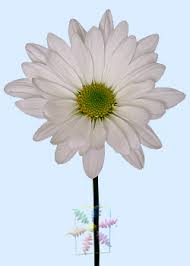 Yellow or white chrysanthemum flowers of the species c. Chrysanthemum Flower Information Chrysanthemum Cut Flower Flower Shop Network