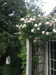 Check spelling or type a new query. 27 Best New Dawn Rose Ideas Climbing Roses Rose New Dawn Climbing Rose