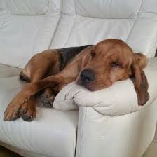 White glass kitchen sinks ukcdogs coonhounds. Rene Schweiger Krawalli666 Profil Pinterest