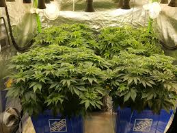 Signs your plants will show include tall plants with weak stems, the green coloration of leaves may become lighter, and growth may be slow. White Widow X Jacky White Grow Journal Week7 By Hastings Growdiaries