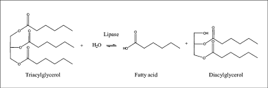 Image result for Lipase