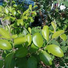 Cara budidaya bibit buah naga adalah menyiapkan media semai, bisa dengan membuat bedengan atau menggunakan polybag. Kebun Bidara Cara Nak Tanam Pokok Bidara Dengan Cara Tut