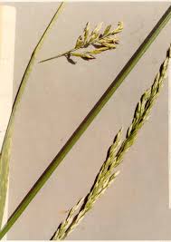 Image result for Festuca chodatiana