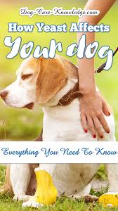 Check spelling or type a new query. Yeast Infection In Dogs How To Really Conquer It