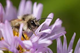 Image result for Bombus veteranus
