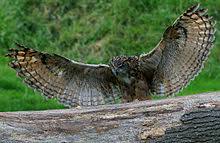 Maybe you would like to learn more about one of these? Eurasian Eagle Owl Wikipedia