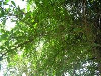 Image result for Gymnosporia pubescens