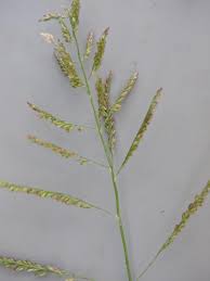Image result for Eriochloa meyeriana