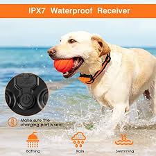 Dog Training Collar with Remote