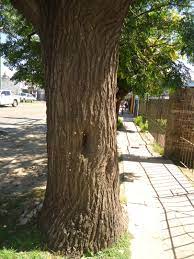 Wounds from can occur from insect attacks, animals, fire or storm damage. Bee Tree Wikipedia