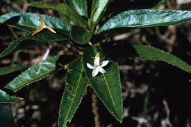 Image result for Launaea violacea