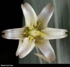 Image result for Jasminum streptopus