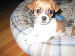 The chihuahua's lifespan is about 14 to 16 years and the jack russell terrier's lifespan ranges from about 13 to 16 years. Pin On Sydney S Board