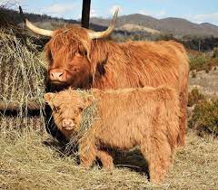 Scottish highland cow highland cattle scottish highlands breeds of cows farm animals cute animals miniature cattle fluffy cows baby cows. Highland Cattle Breeders In Treadway Tennessee Elm Hollow Farm Highland Cattle For Sale