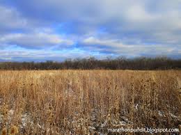 Marathon Pundit Linne Woods Prairie On Thanksgiving Prairie Linne Nature