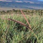 Image result for Ischaemum afrum