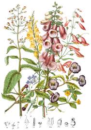 Image result for Scrophulariaceae