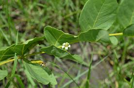 Image result for Fadogia ancylantha