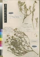 Image result for Hirpicium bechuanense