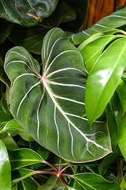 Variegated Indoor Plants The Science Behind The Latest Houseplant Trend Philodendron Plant Plants Variegated Plants