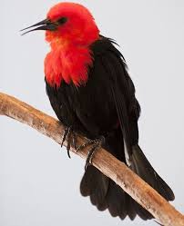 Black Bird With Red Head And White Chest Beautiful Red Head Black Bird Beautiful Birds Birds Nature Birds