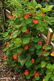Chrysanthemums these are excellent flowers to plant in your vegetable garden to control nematodes, spider mites, harlequin bugs, japanese beetles, and even lice and fleas. Deter Pests Naturally By Companion Planting With These Super Flowers Garden Therapy