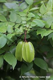 Image result for Averrhoa carambola