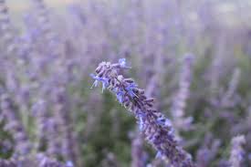 Image result for Perovskia atriplicifolia 'blue spire'