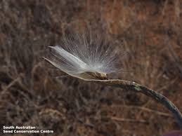 Image result for Cynanchum viminale