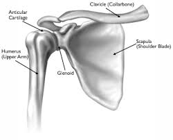 Diagram of two shoulder incisions. Basic Anatomy Of The Shoulder Acro Physical Therapy Fitness