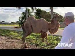 The saddles are clearly different in size, color. Bubba S Next Chapter Youtube