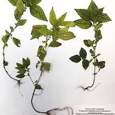 Image result for Paranecepsia alchorneifolia