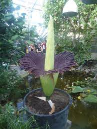 Where To Find Corpse Flowers In Seattle Greater Seattle On The Cheap