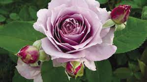 Poseidon plants is a wholesale nursery in the state of michigan that specializes in. Easy Picture Perfect Roses Finegardening