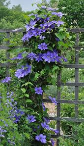 Image result for Clematis