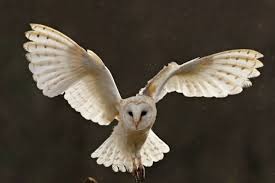 Pemilihan jenis lampu rumah merupakan hal yang kerap diabaikan saat mendekorasi sebuah ruangan. Agar Burung Hantu Gagal Masuk Gedung Dunia Walet